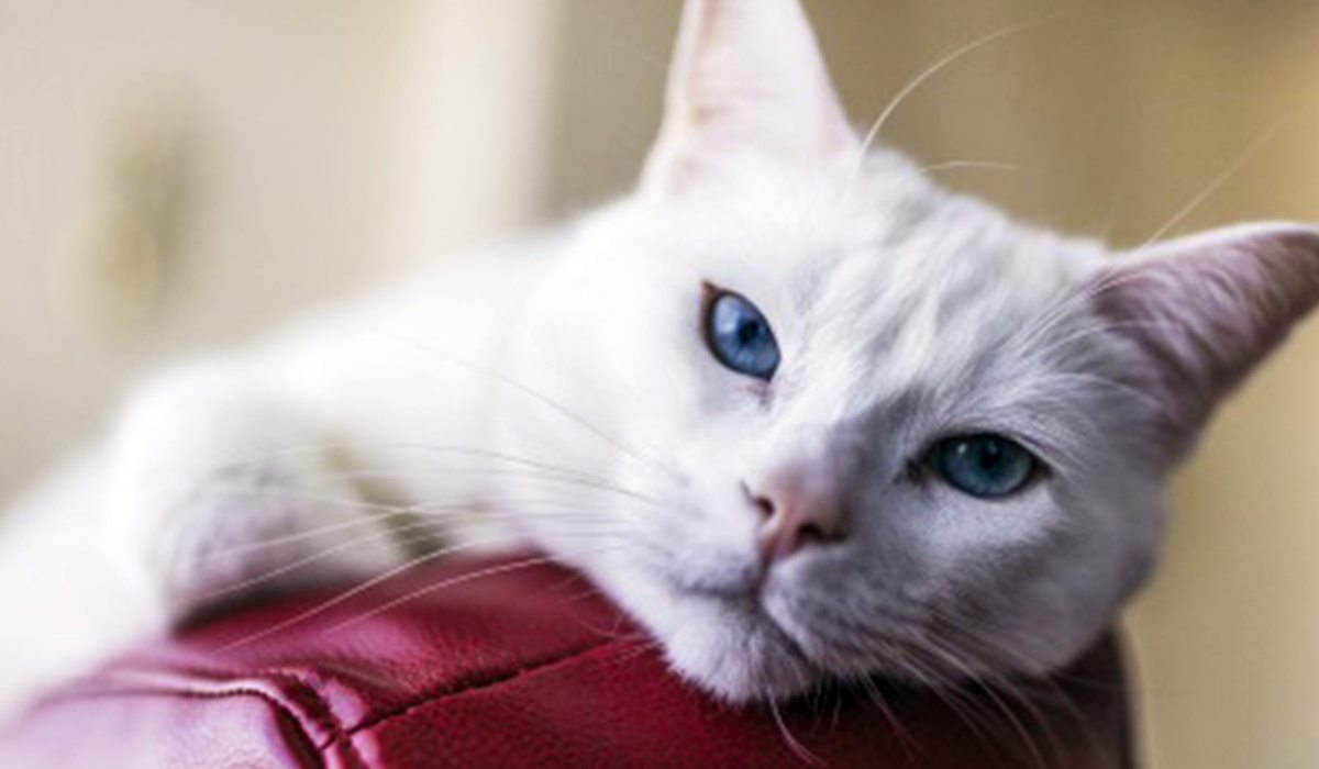 gatto bianco con gli occhi azzurri