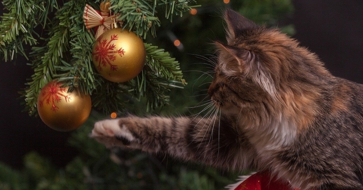 gattini giocano con palle di Natale