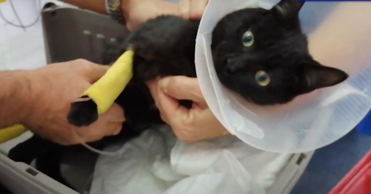 Pepe, il gattino randagio trovato in fin di vita che stupisce tutti con la sua forza (VIDEO)