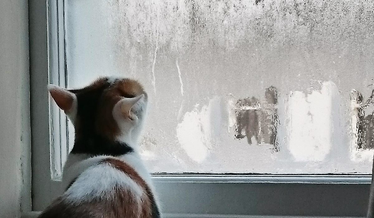 gatto guarda la finestra