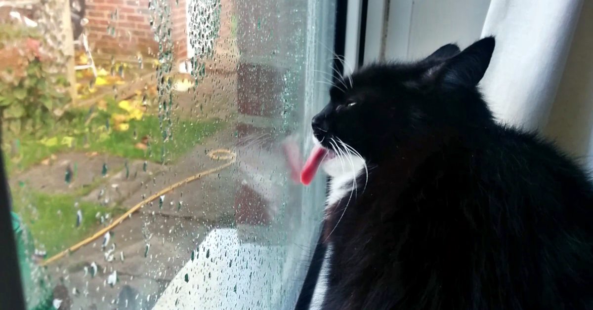 Perché i gatti leccano i vetri? Cosa sapere e come farli smettere