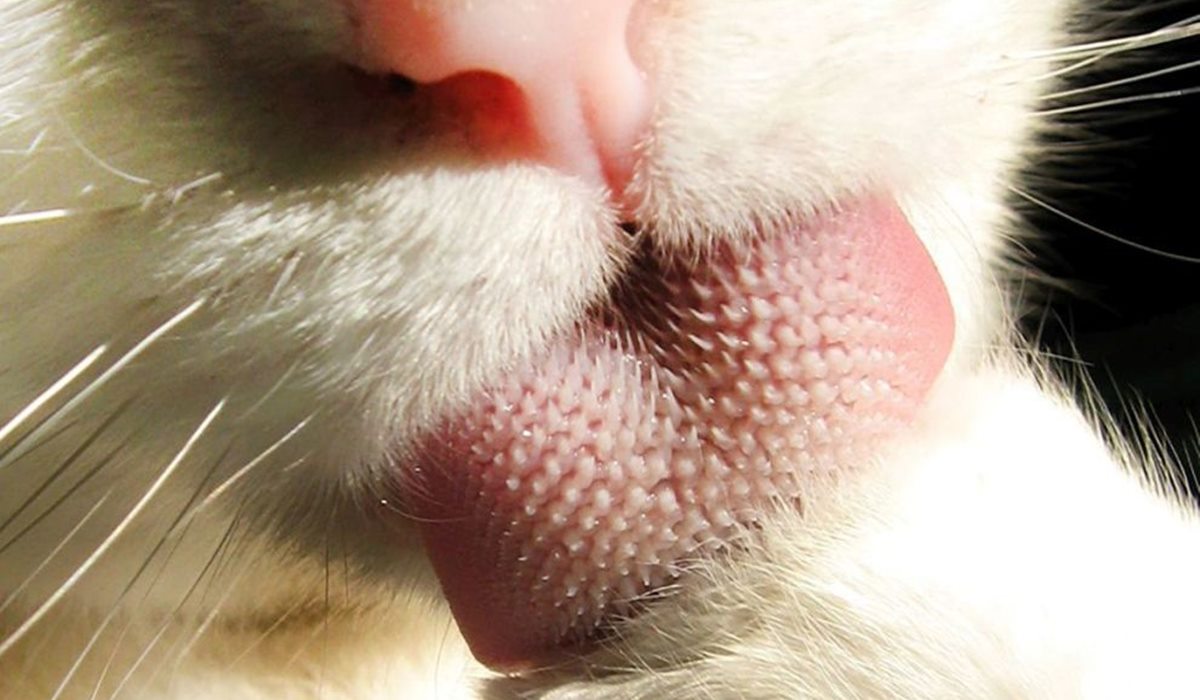 lingua del gatto