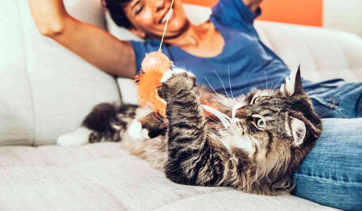 giocare con il gatto in casa