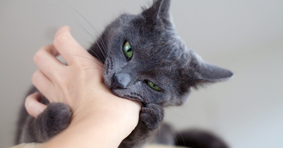 Perché il gatto aggredisce all’improvviso? Ecco cosa può averlo innervosito