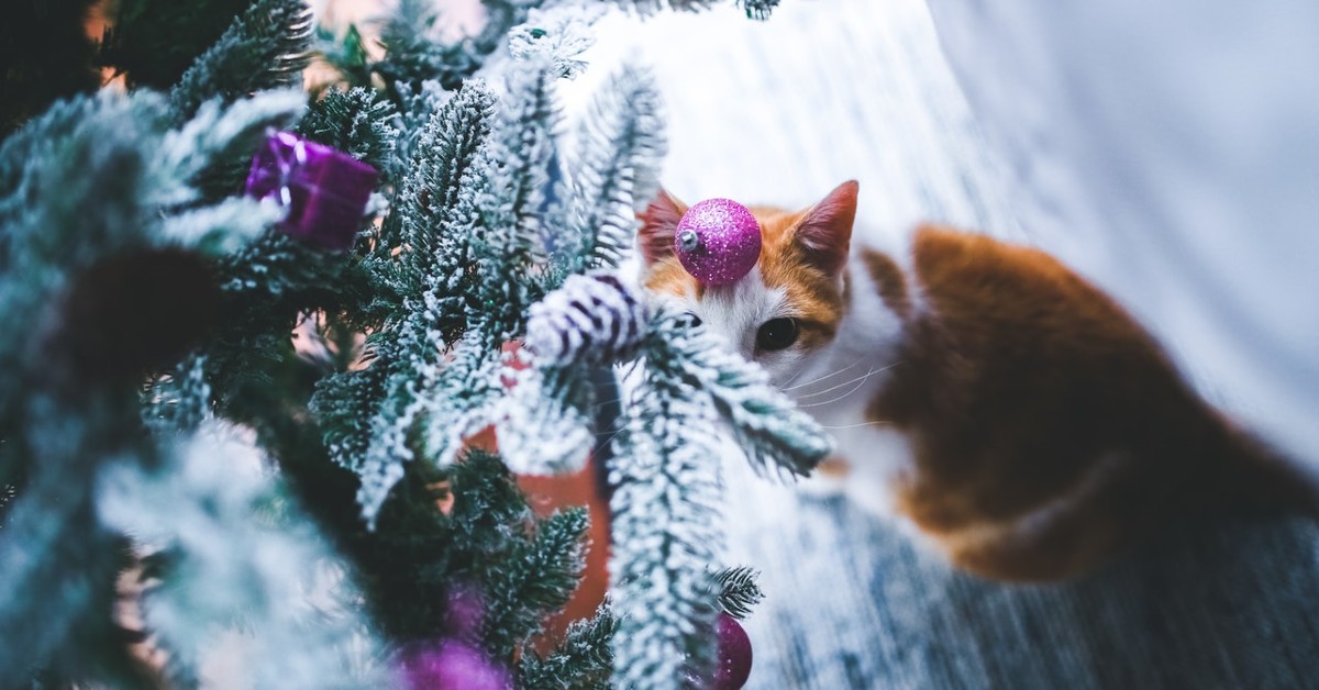 Gattini giocano con le palle di Natale: cosa fare per fermarli e tenerli lontani?