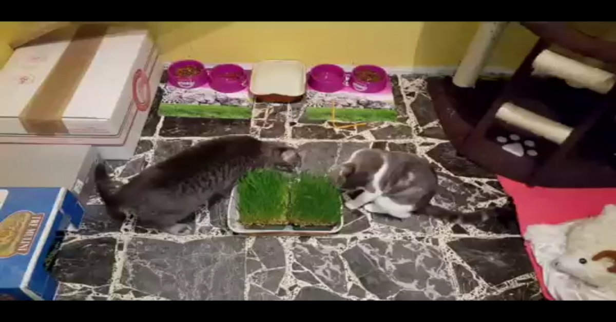 Ecco perché non devi preoccuparti più di tanto se il tuo gatto ha mangiato queste piante