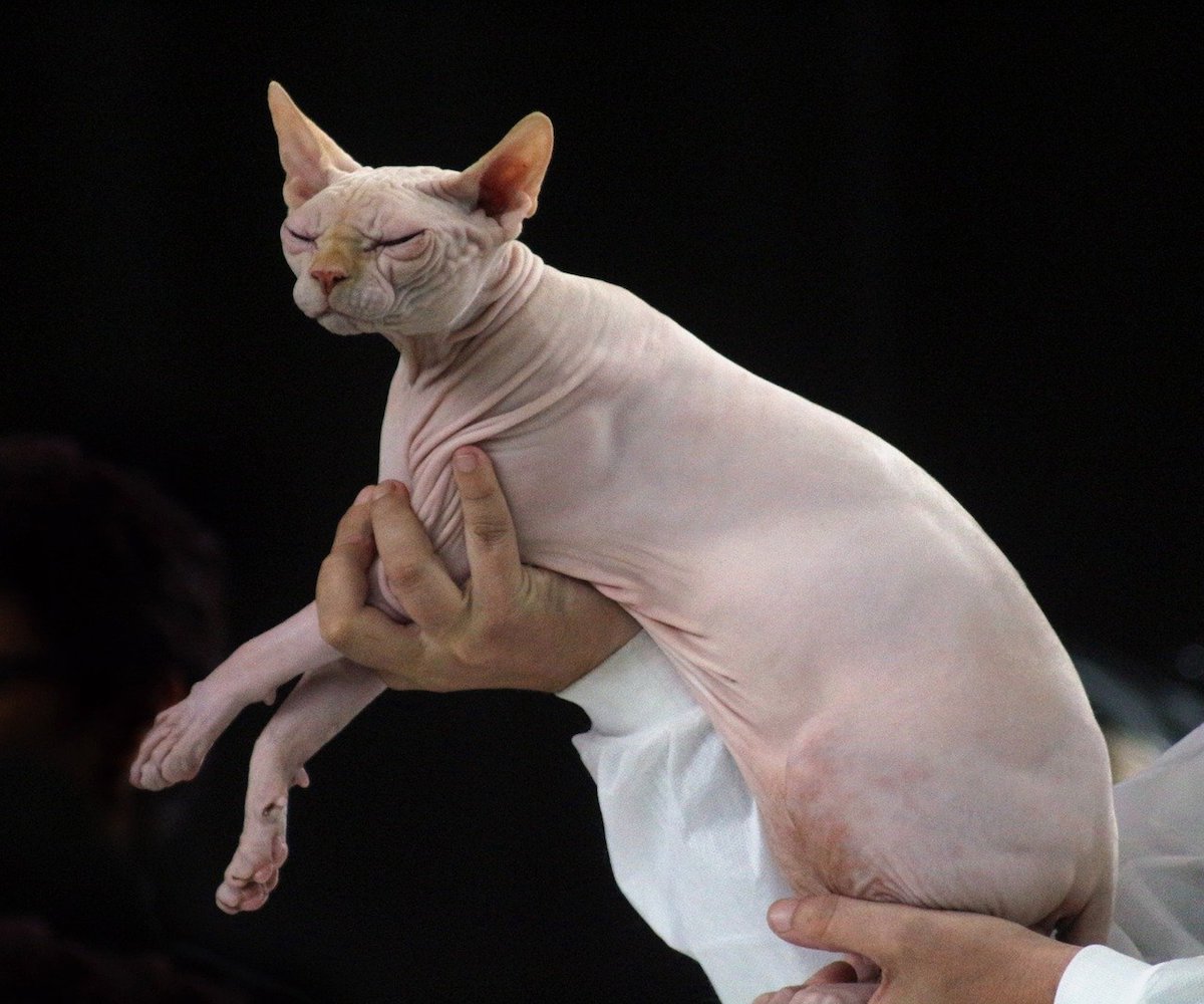 gatto nudo aspetto elegante