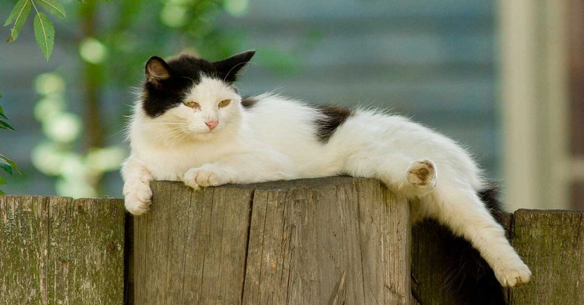 gatto sopra una staccionata