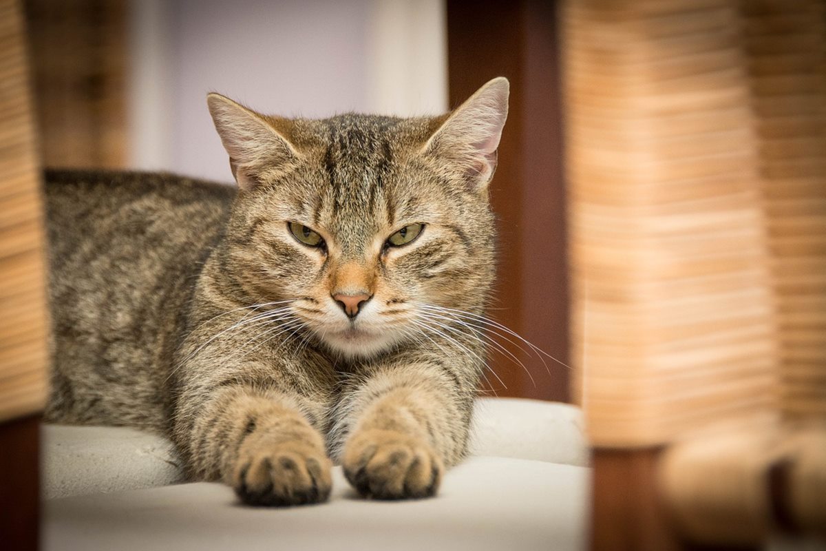 gatto che dorme per terra