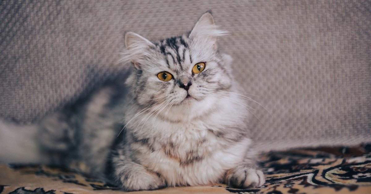 gatto persiano a pelo grigio