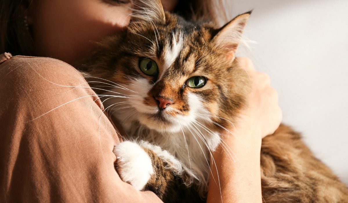 tenere il gatto in braccio