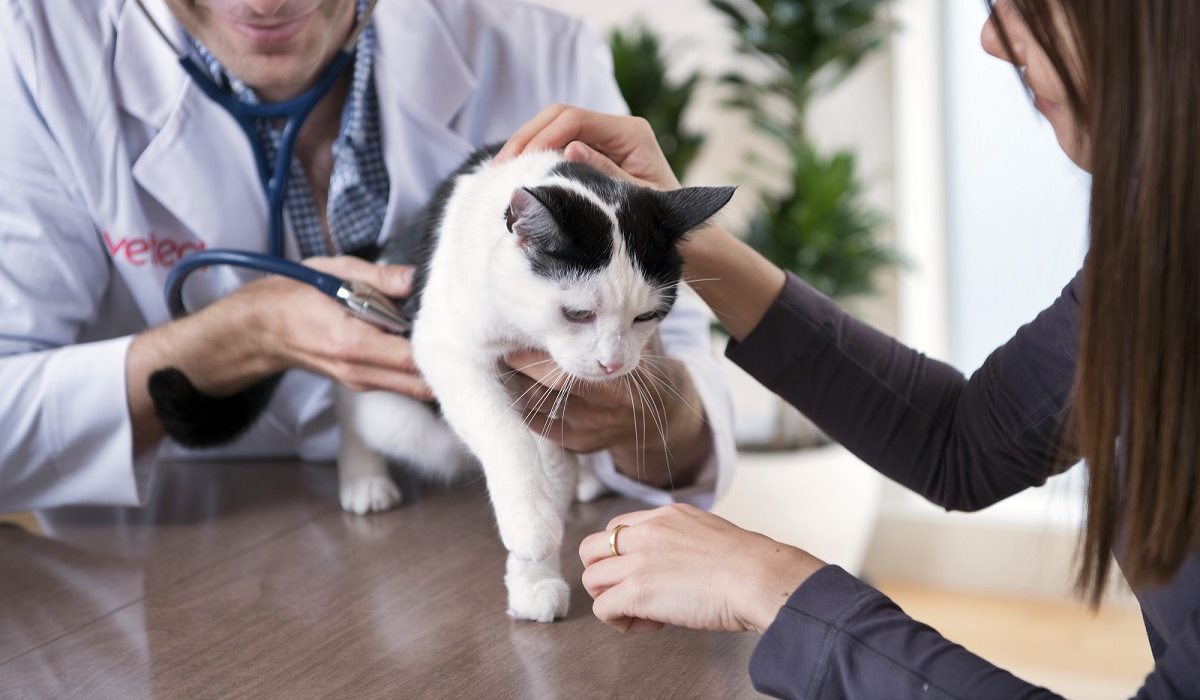 gatto dal veterinario