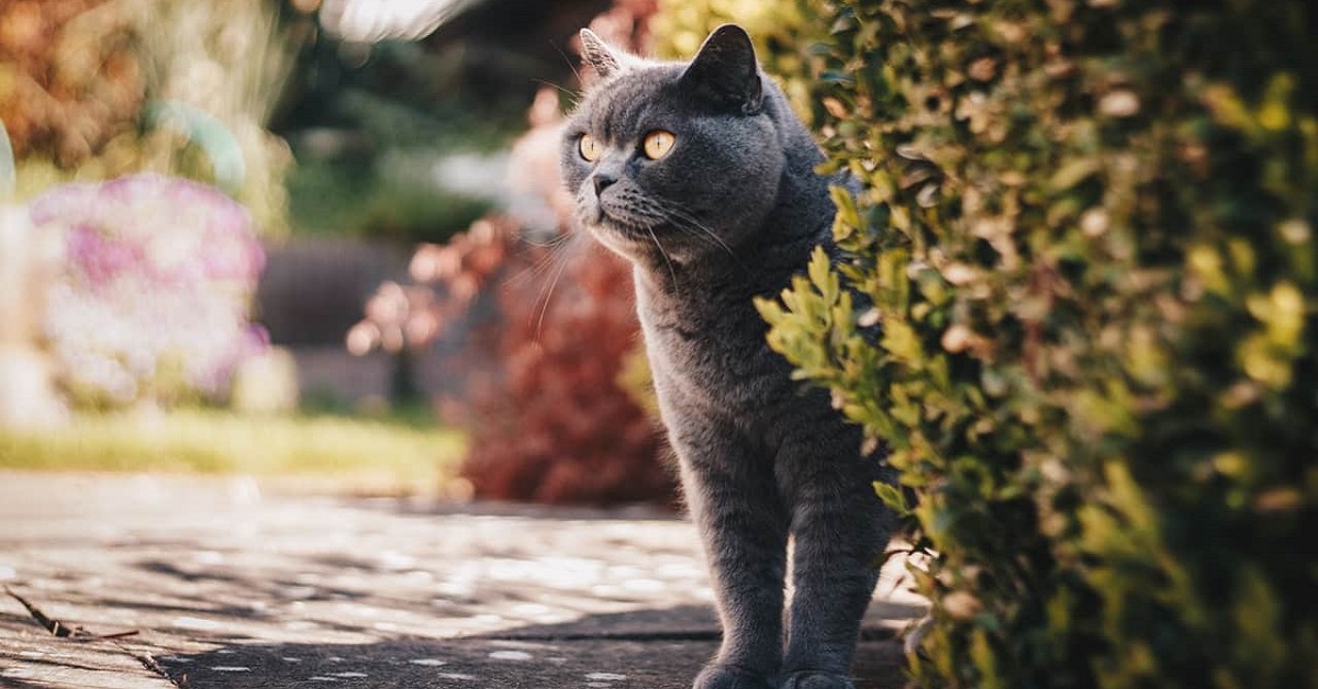 gatto in giardino