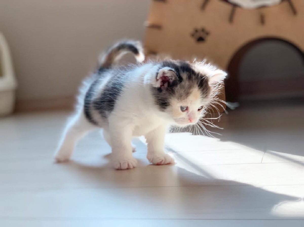 cucciolo di gatto molto piccolo