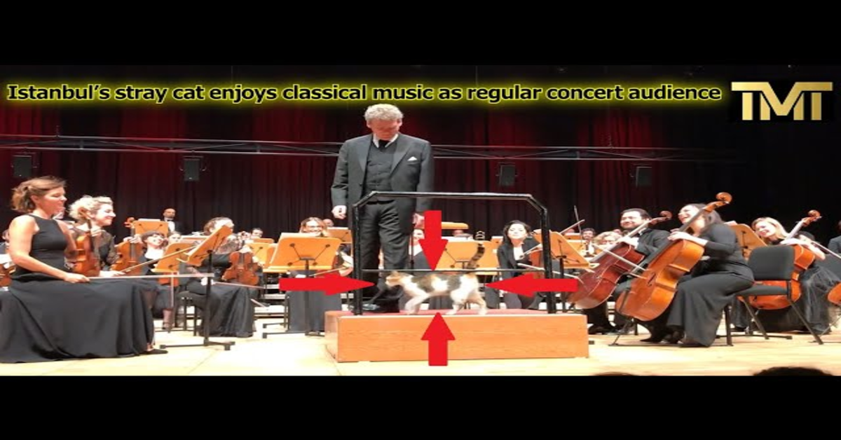 orchestra suona con gatto sul palco