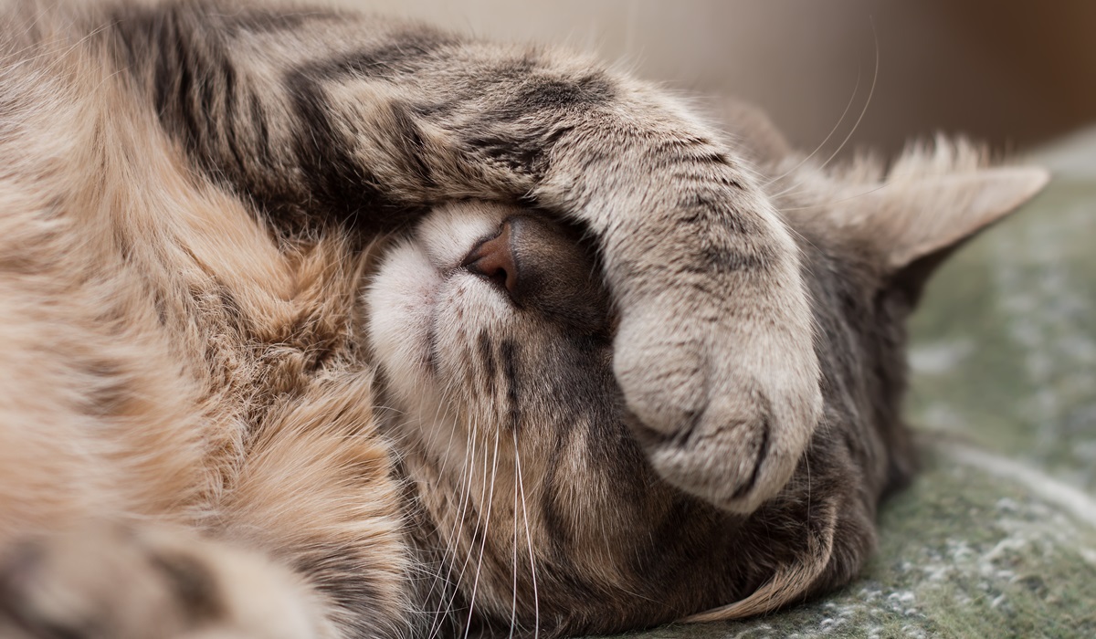 gatto copre gli occhi con la zampa