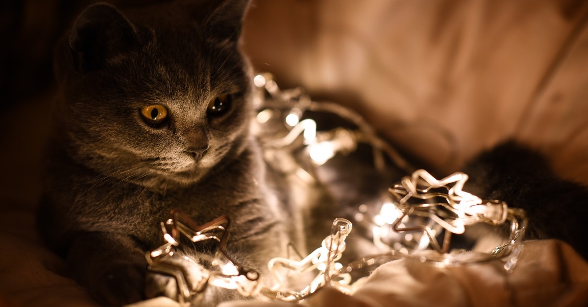 gattini e albero di natale