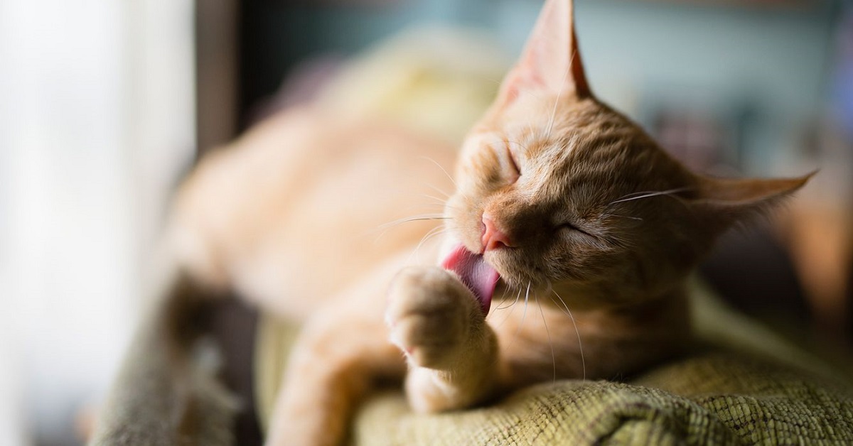 Svelato il motivo per cui i gatti si leccano subito dopo aver mangiato: è una cosa semplicissima