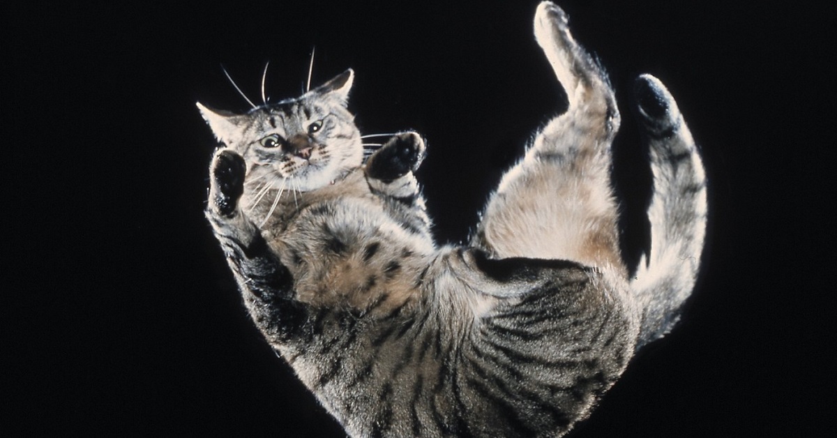 Svelato il motivo per cui il tuo gatto cade sempre in piedi