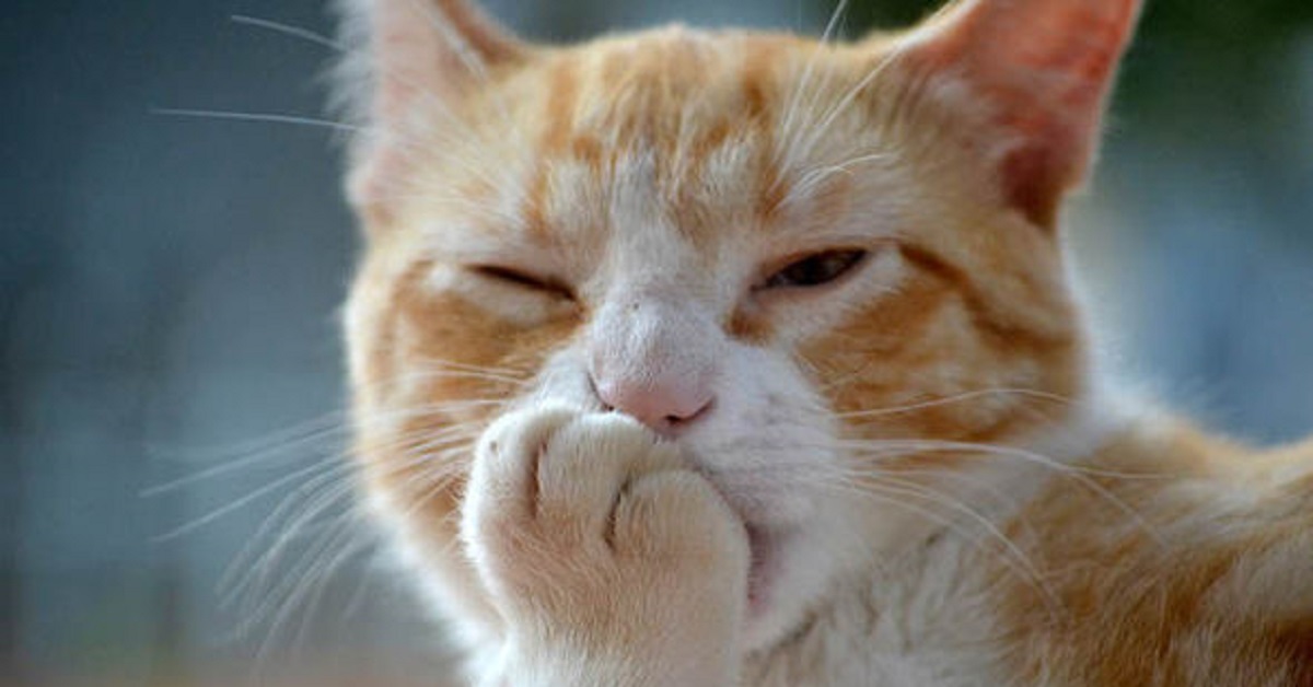 Svelato il segreto dietro le zampe dei gatti, ecco quante dita hanno e a cosa gli servono