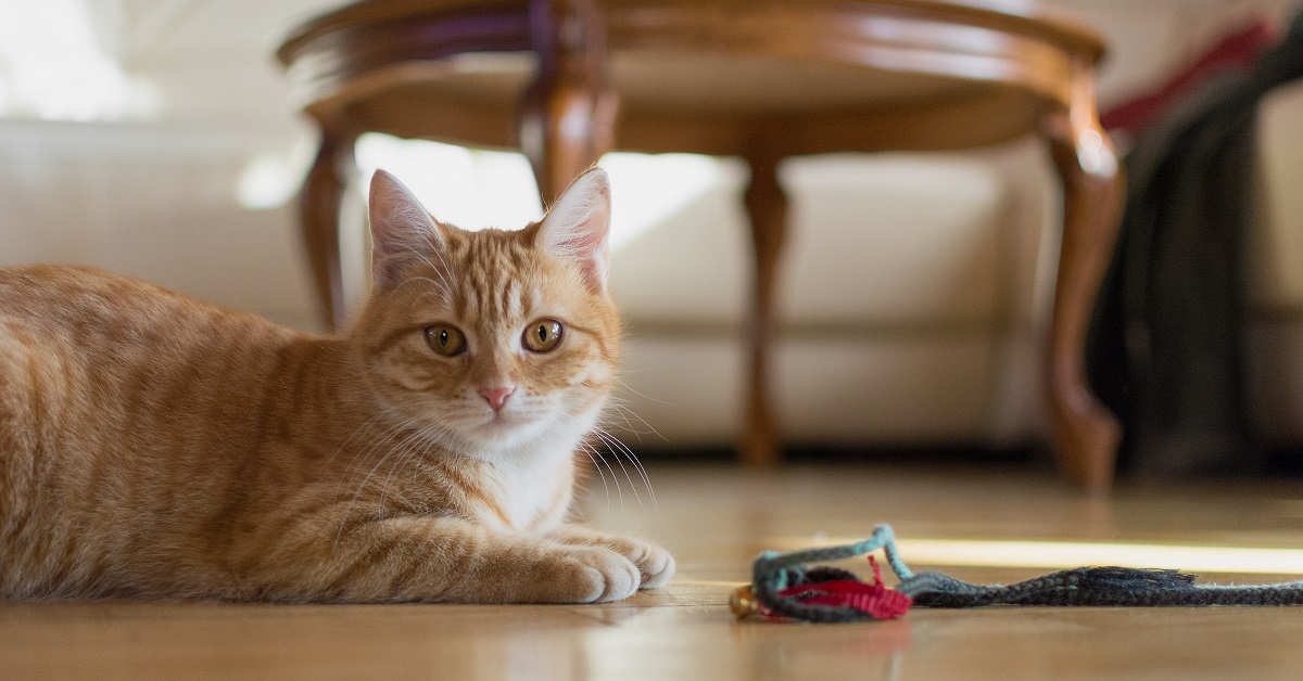 Svelato quello che vedono davvero i gatti quando guardano il loro padrone