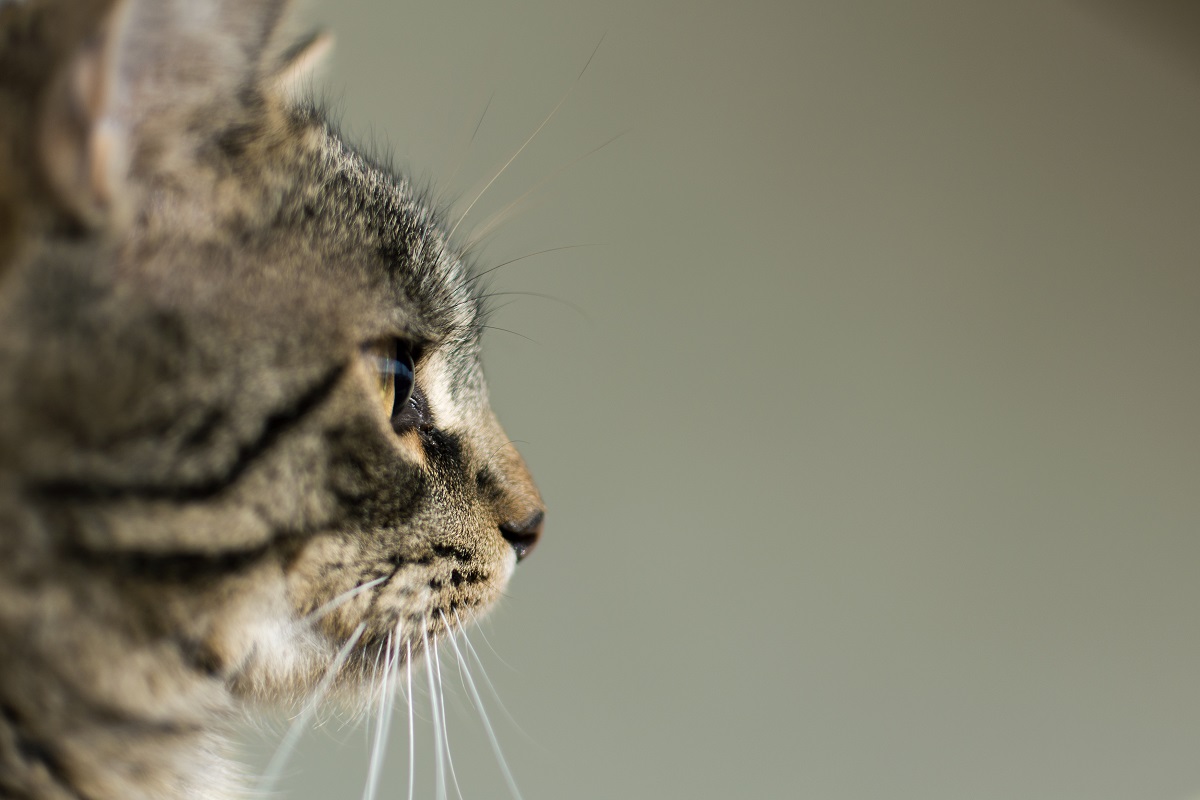 gatto osserva foto