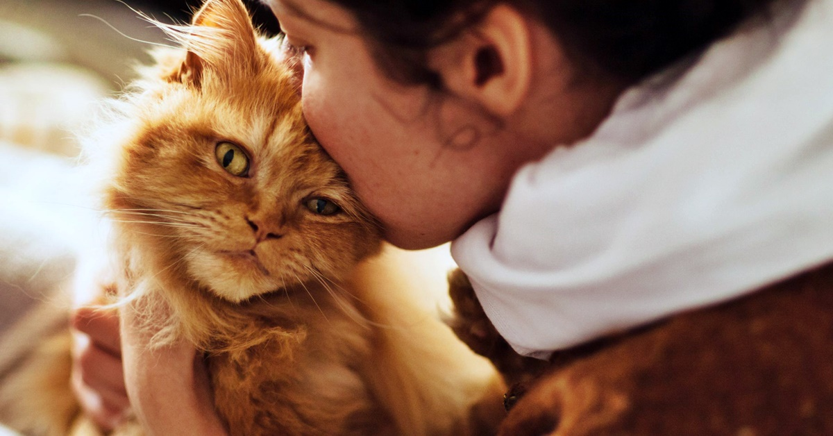 Ecco come capire se un gatto é davvero legato a te o se ti sta accanto per altri motivi