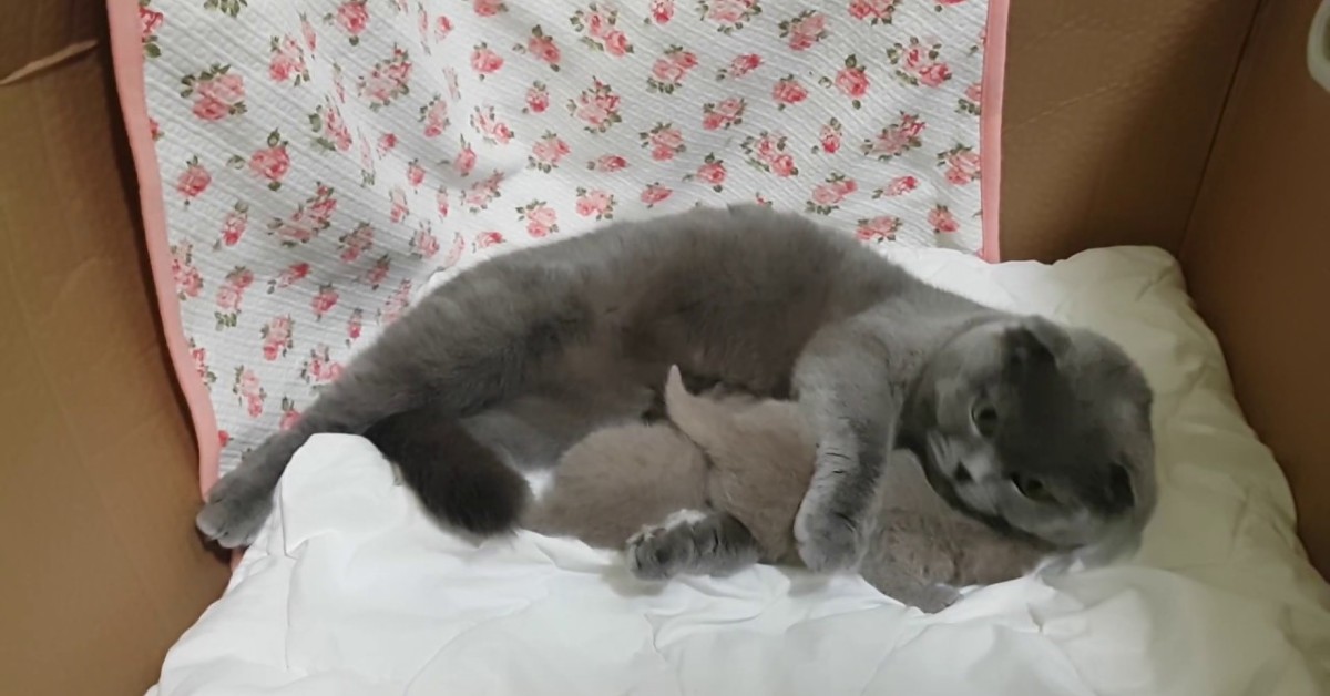 Attenzione ai gattini appena nati, non devi assolutamente toccarli per questo motivo