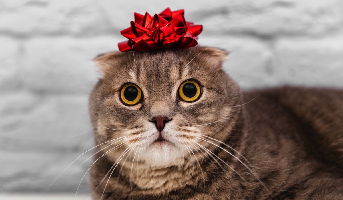 gatto con un fiocco regalo in testa