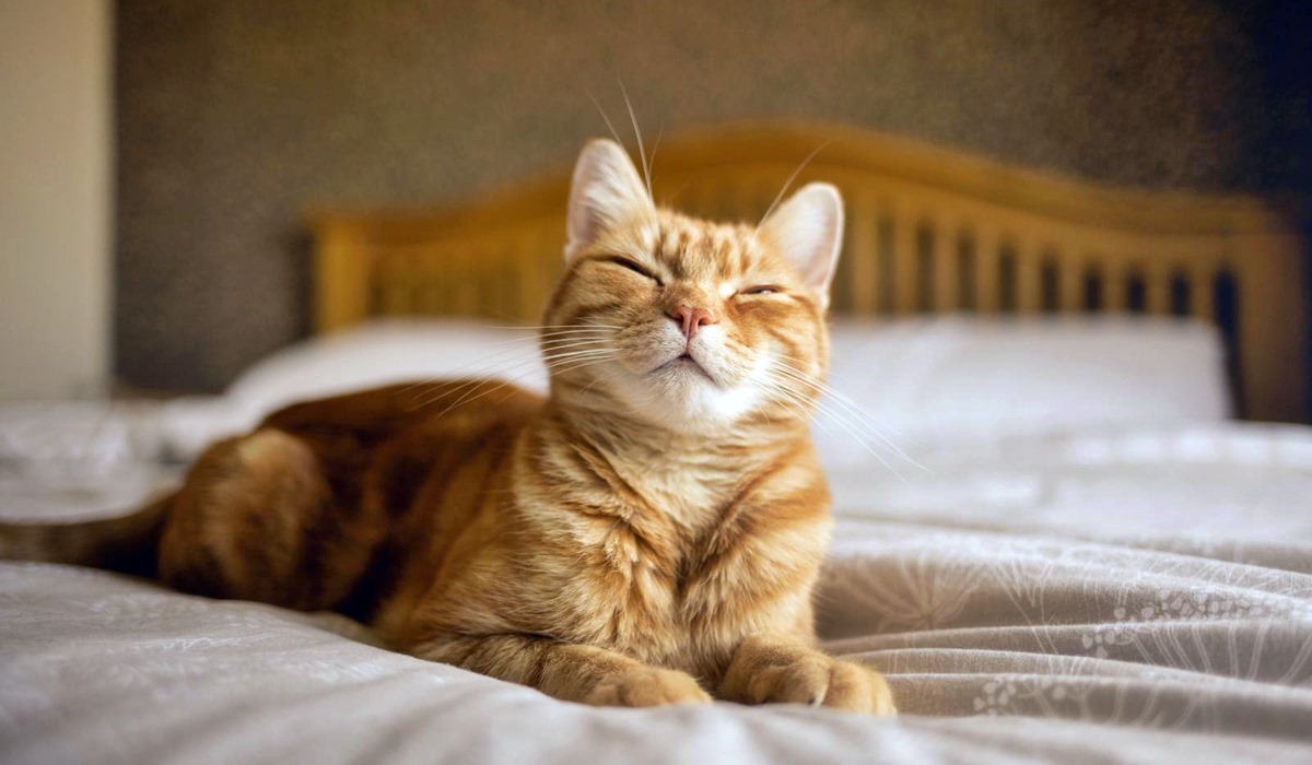 gatto felice sul letto