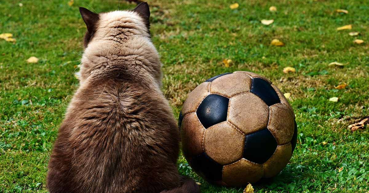 Gatto adulto, cosa sapere sul trainer e come farlo