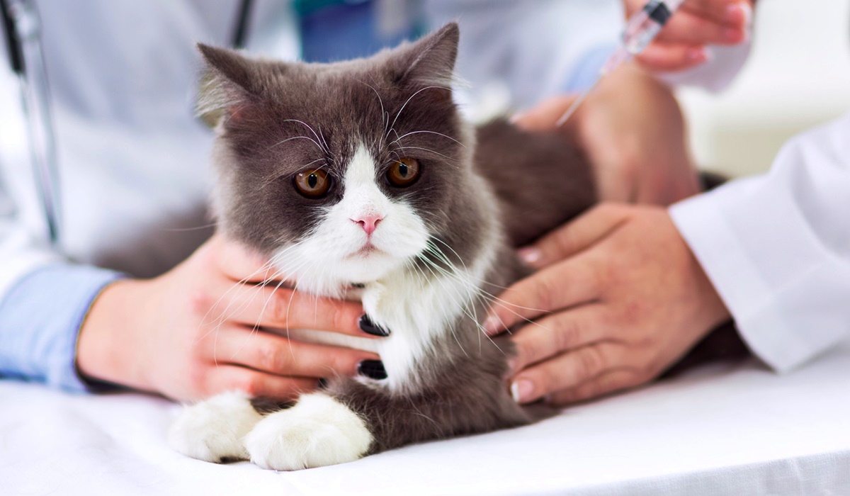 gatto dal veterinario