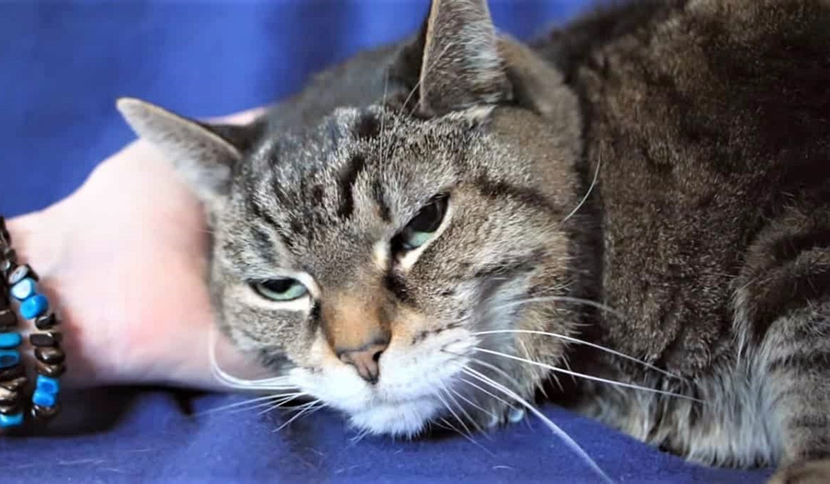 prendersi cura di un gatto anziano