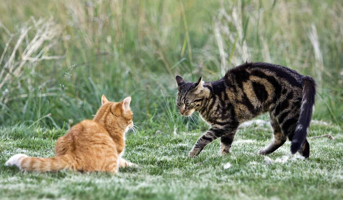 gatto dominante su un altro