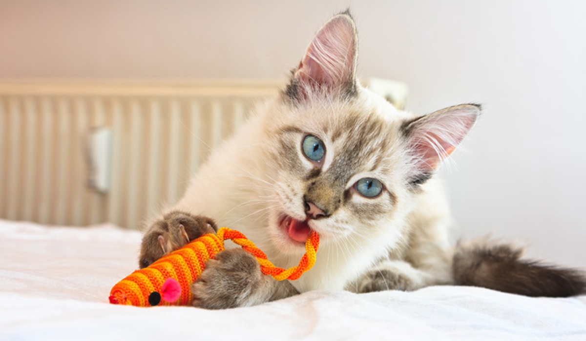gatto che gioca con un giocattolo