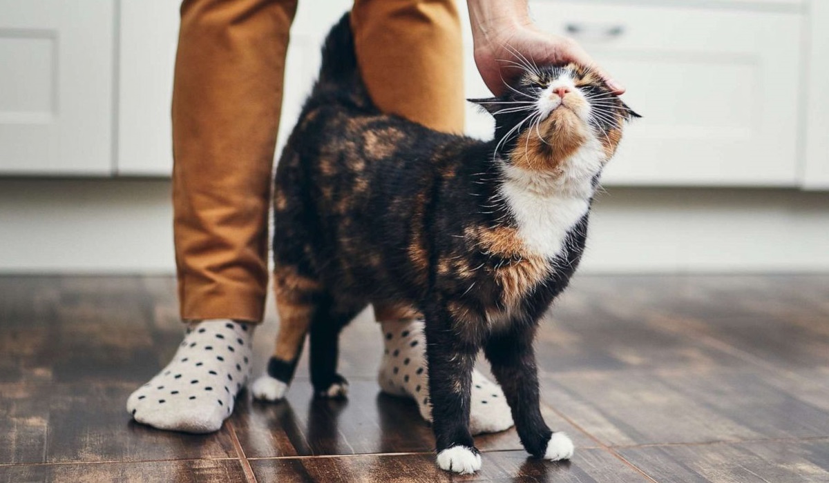 gatto fa le fusa al suo padrone