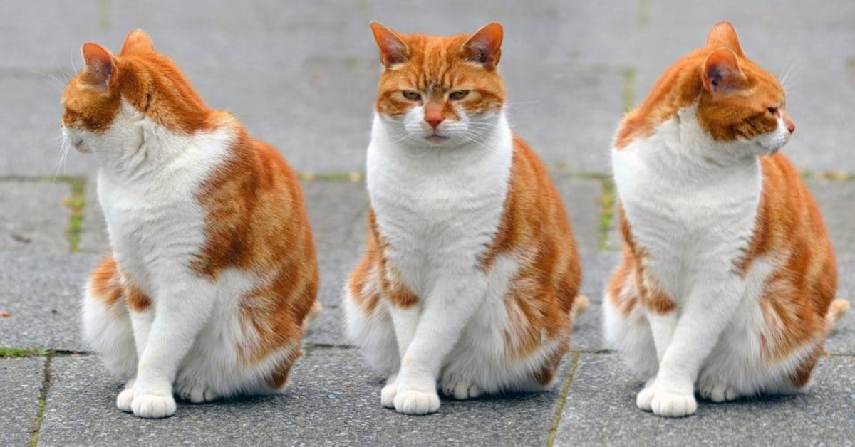 tre gatti bianchi e arancio