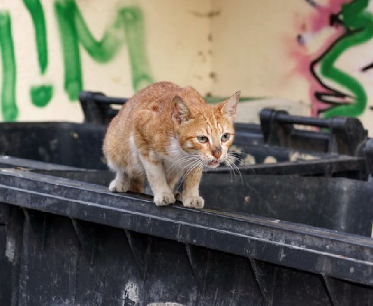 gattini abbandonati fra rifiuti denuncia