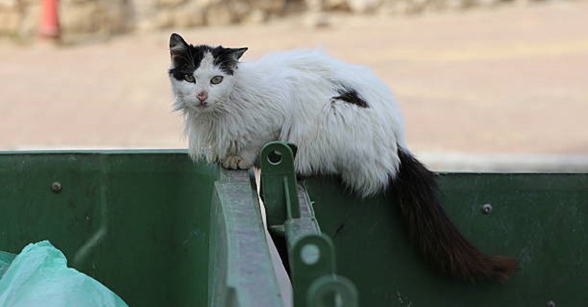 Trovano il gattino quasi per fortuna, il video ci mostra la fine tragica che avrebbe fatto altrimenti