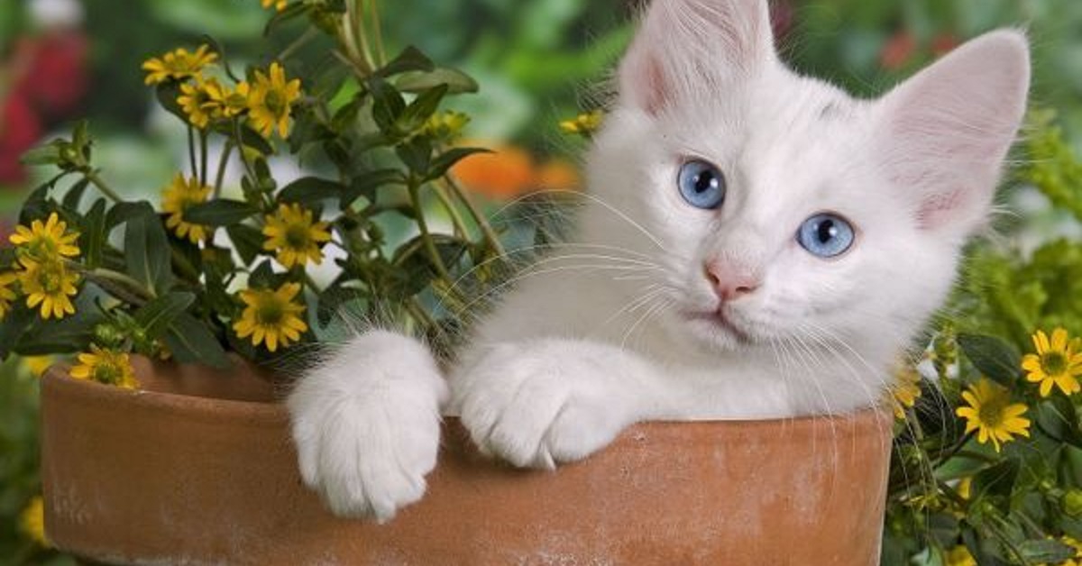 Un gattino seduto sul vaso sembra nascondere qualcosa di strano, ecco di cosa si tratta nel video