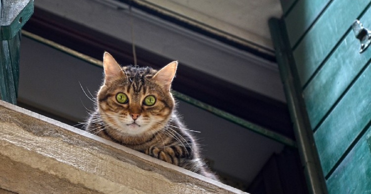 Un gattino Soriano viene salvato da una pericolosa caduta certa (VIDEO)