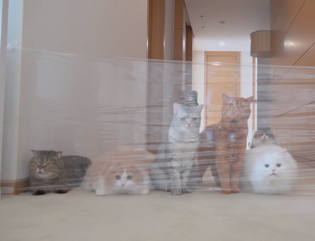 gattini sfida muro invisibile accettata