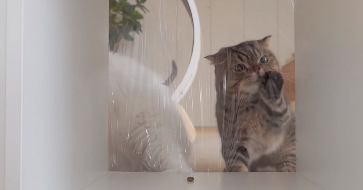 Un gruppo di gattini affronta un muro invisibile, la reazione in video lascia tutti a bocca aperta
