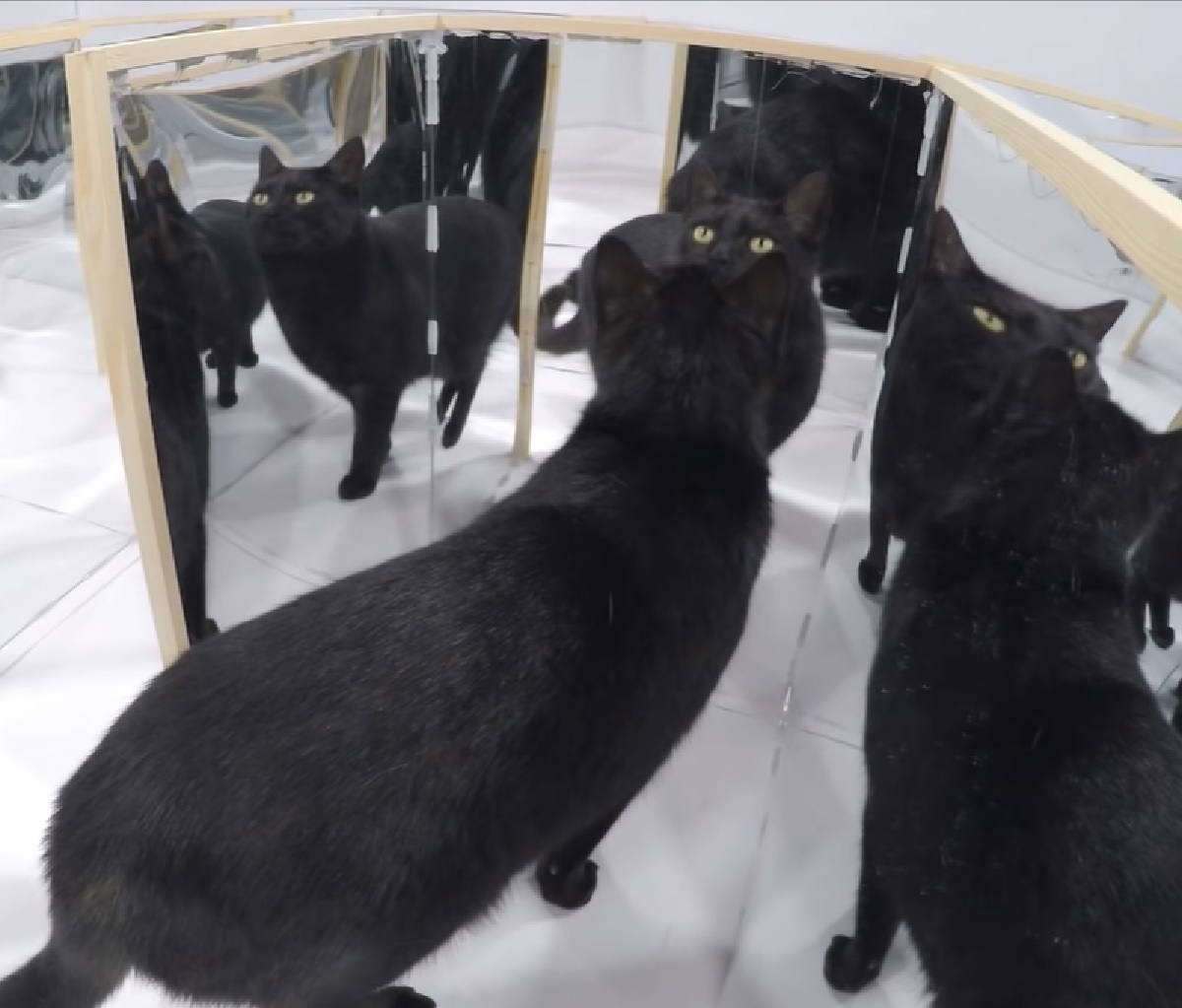 gattino nero labirinto abilità