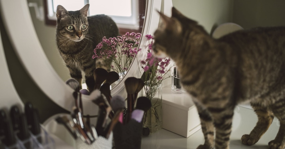 Un labirinto di specchi aspetta un gattino europeo, il video della sfida infiamma la rete