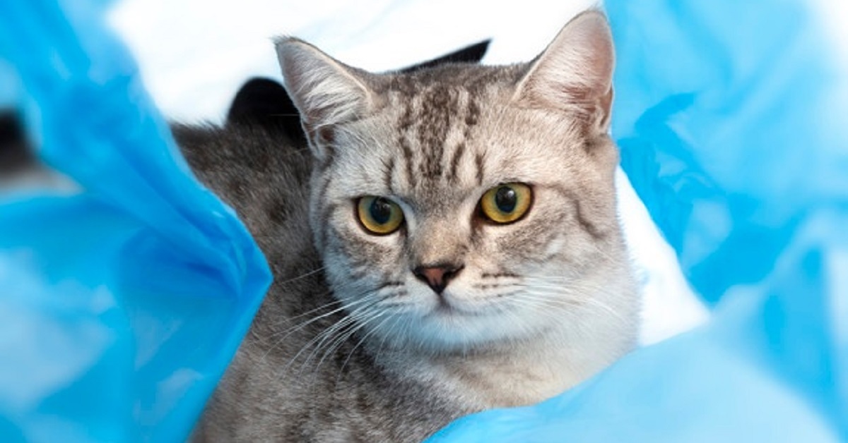 Una busta mette a dura prova un gattino europeo bianco, tutta la straordinaria scena in video