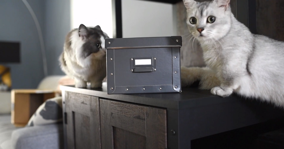 Una coppia di gattini reagisce a dei strani rumori provenienti da una scatola misteriosa, mamma registra tutto in video