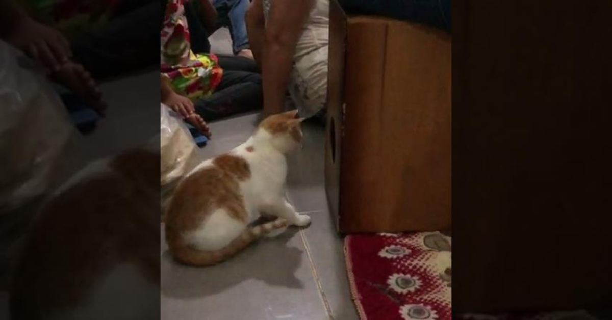 gatto confuso dal padrone che suona il cajon