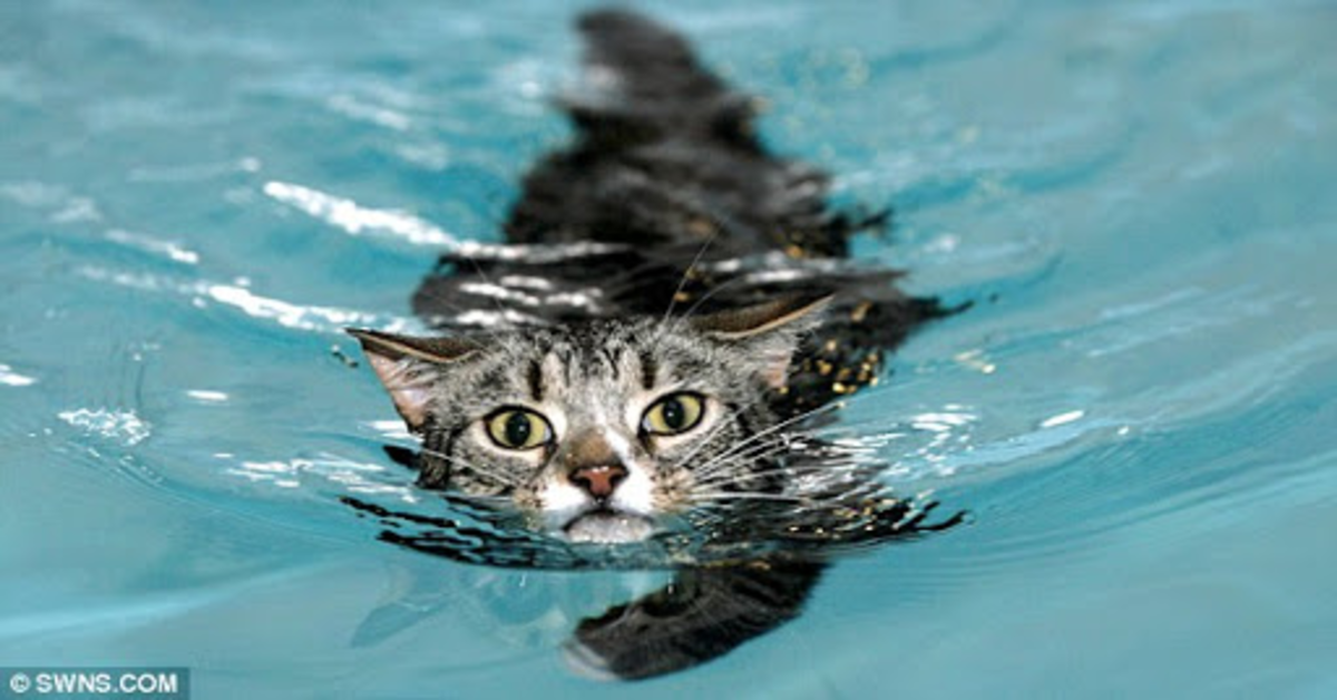 Mog il gattino investito da una macchina che sta ricominciando a camminare grazie al nuoto (VIDEO)