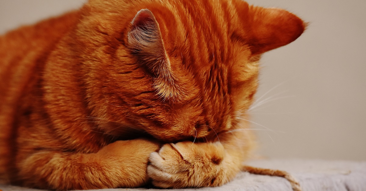 Urina del gatto, come togliere gli odori in un batter d’occhio